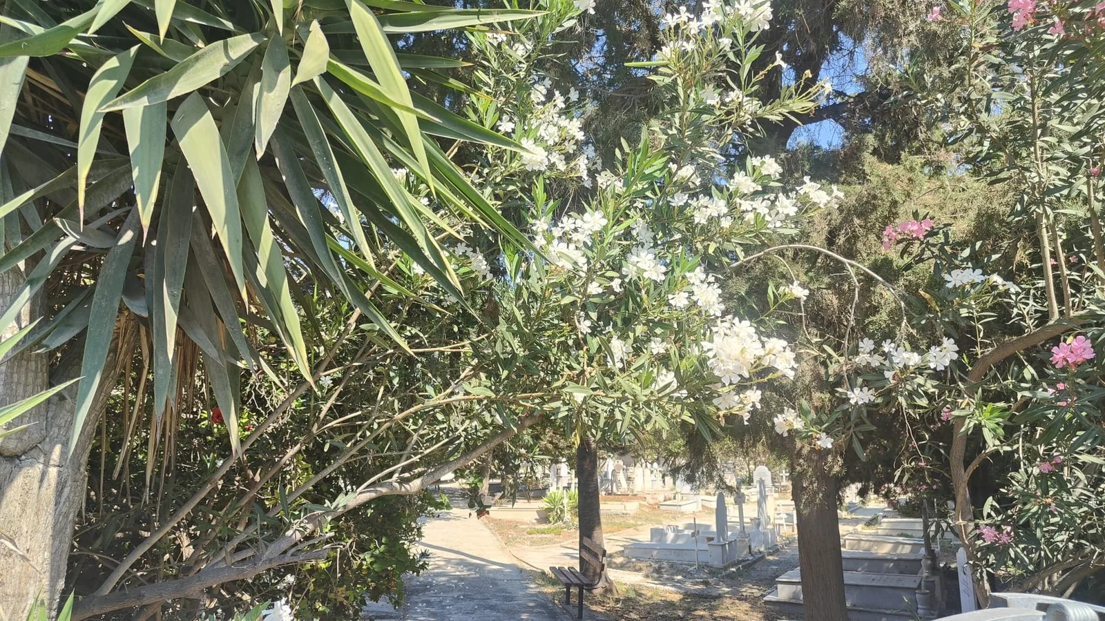 The entrance path of the British Cemetery, Larnaca: oleander in white and pink flower, and beyond the foliage the headstones and kerbed graves.